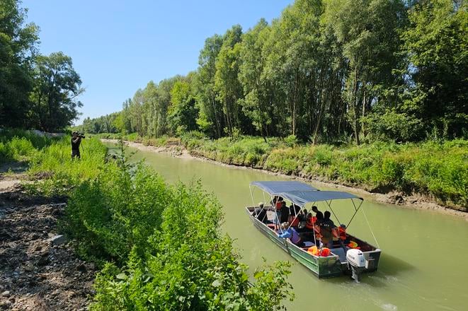 Повернення берегових ластівок: на відновленому рукаві Дунаю знову з’являється життя