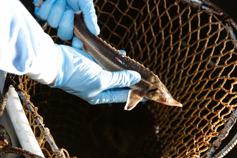 Three Thousand Young Sturgeons Released into the Danube