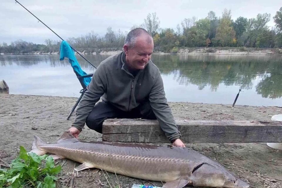 A STURGEON THOUGHT LOST FOREVER HAS BEEN SPOTTED IN THE DANUBE BASIN