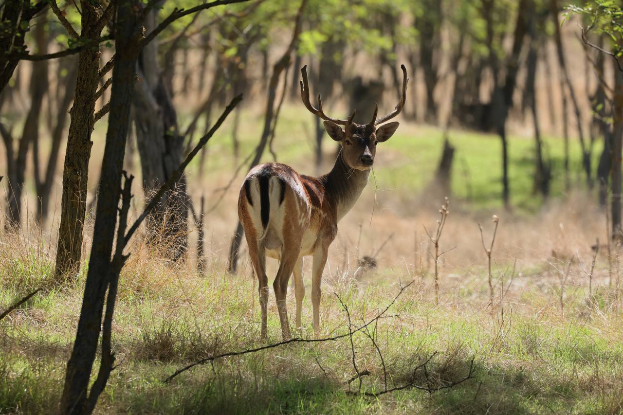 Людина і дика природа: співіснування в дельті Дунаю триває