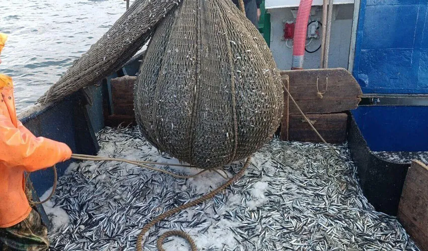 Молдова об’єднується з сусідами проти браконьєрства в Чорному морі