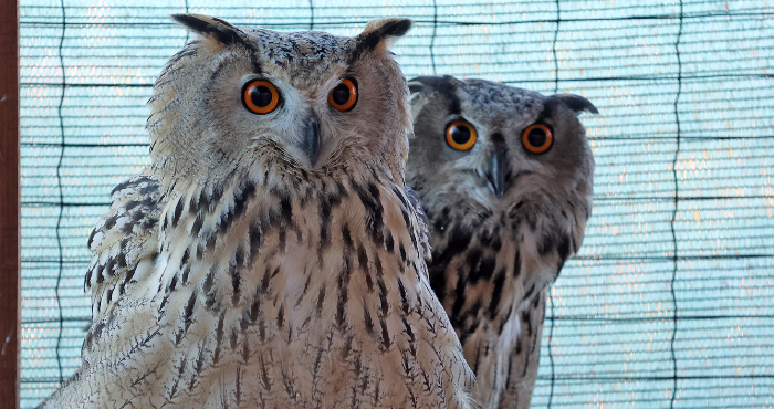 Чотири пугачі повернулися у дику природу дельти Дунаю