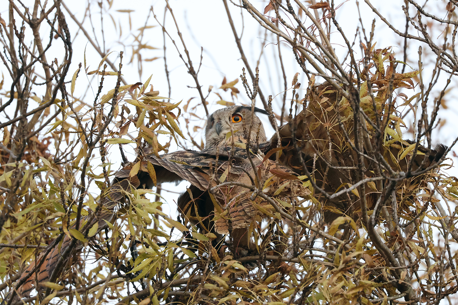 На Одещині у дельті Дунаю триває повернення пугача — одного з ключових нічних хижаків Європи
