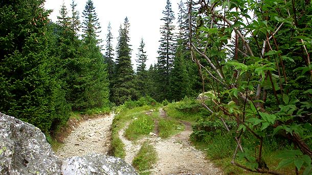 Болгарія запускає масштабний проєкт із покращення лісових екосистем у мережі NATURA 2000