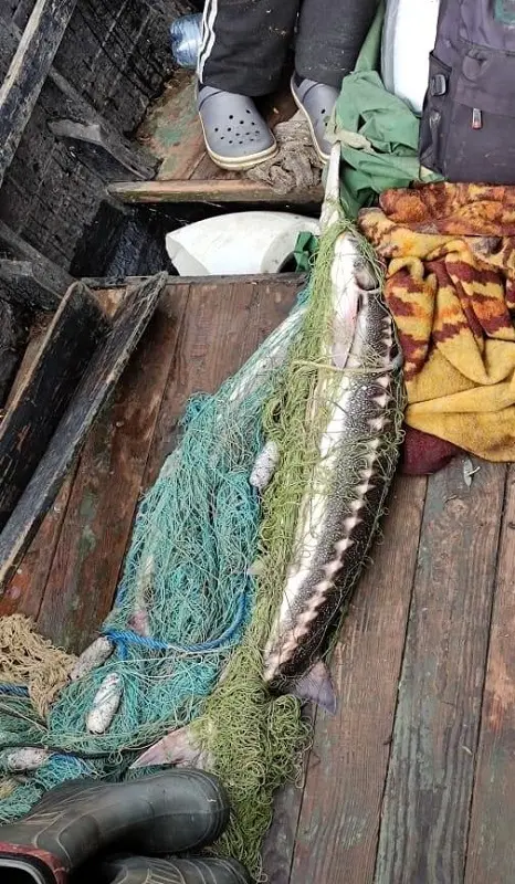 На Одещині під час нерестової заборони виявили незаконний вилов червонокнижної севрюги