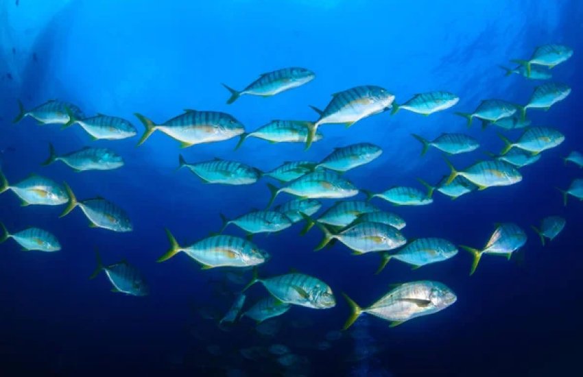 Ukraine Becomes an Official Member of the General Fisheries Commission for the Mediterranean (GFCM)