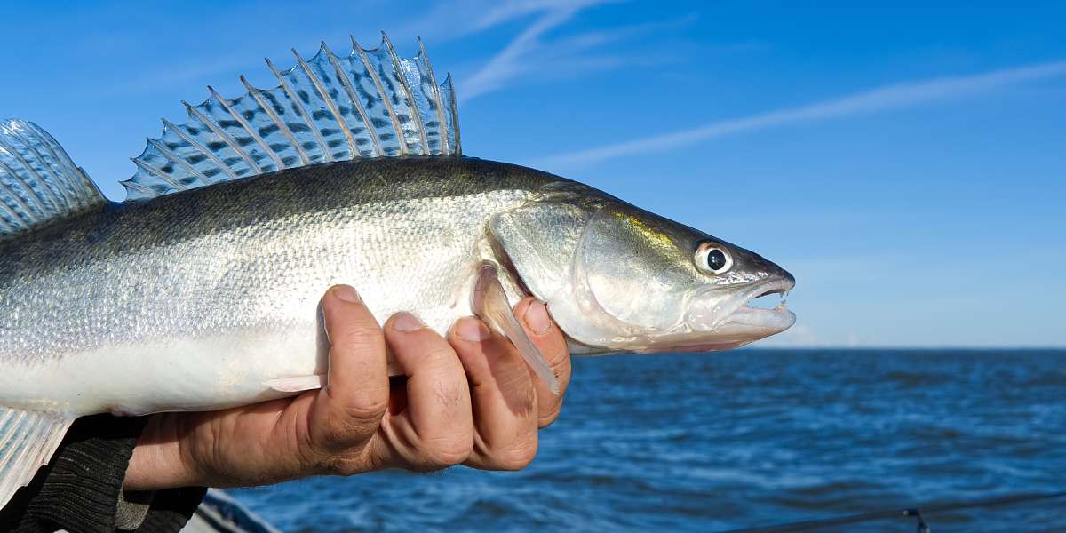 Дельта Дунаю під екологічним тиском: десятки мільйонів ікринок судака спрямовують у Разім–Сіное для збереження ключового виду