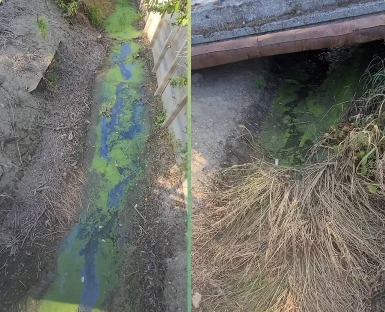 Canale uscate, pește mort și deșeuri: catastrofă ecologică la Vylkove