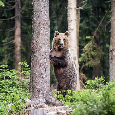 Ведмідь бурий під загрозою: WWF-Україна закликає зберегти міграційні шляхи «господаря Карпат»